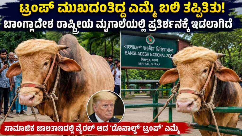 ಡೊನಾಲ್ಡ್ ಟ್ರಂಪ್ ಮುಖದಂತಿರುವ ವೈರಲ್ ಎಮ್ಮೆ