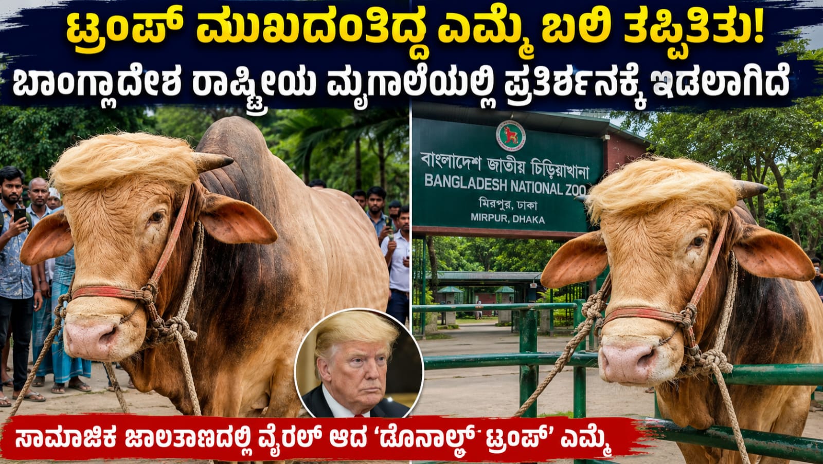 ಡೊನಾಲ್ಡ್ ಟ್ರಂಪ್ ಮುಖದಂತಿರುವ ವೈರಲ್ ಎಮ್ಮೆ
