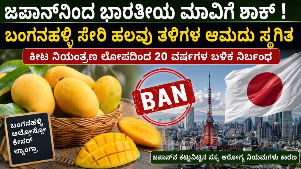 ಜಪಾನ್ಗೆ ರಫ್ತುಗೊಳ್ಳುವ ಭಾರತೀಯ ಬಂಗನಹಳ್ಳಿ ಮತ್ತು ಅಲ್ಫೋನ್ಸೋ ಮಾವಿನ ಹಣ್ಣುಗಳು
